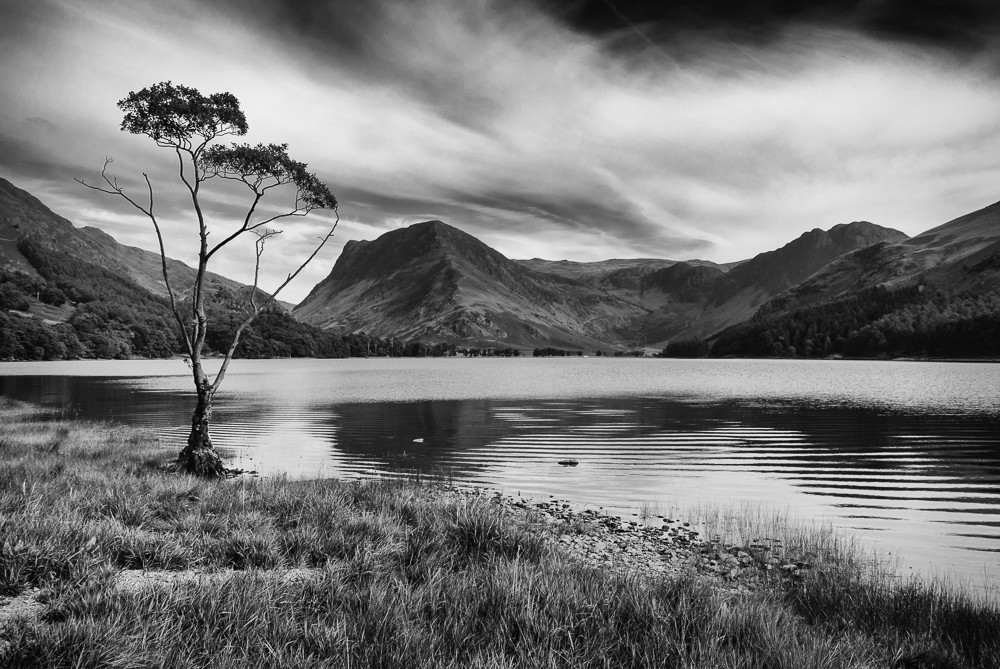 1 The Famous Buttermere Tree